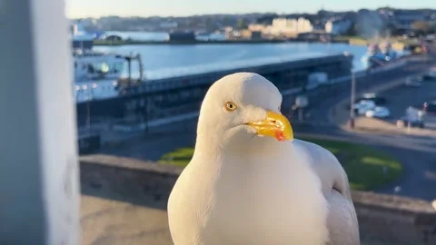 Large seagull with a yellow beak outside the window scream and beg for food. Stock Footage 311958016