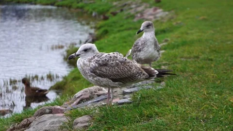 Large seagulls gather by the edge of a tranquil pond Stock Footage 289742031