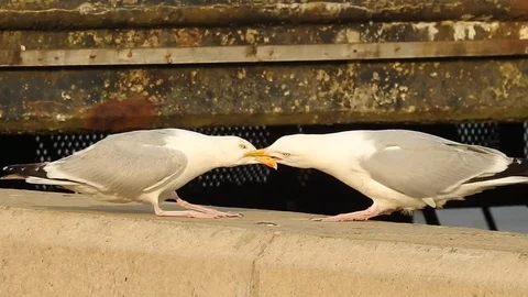 Large seagulls play tug of war with their beaks Video stock 106303261