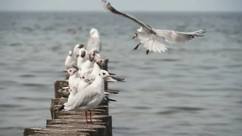 Large seagulls on the seashore Stock Footage 158938981
