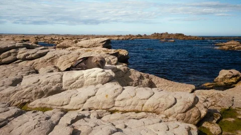 Large seal resting on rocks waking up Stock Footage 107921958