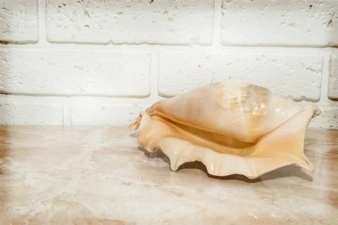 Large seashell on the background of a white brick wall Stock Photos