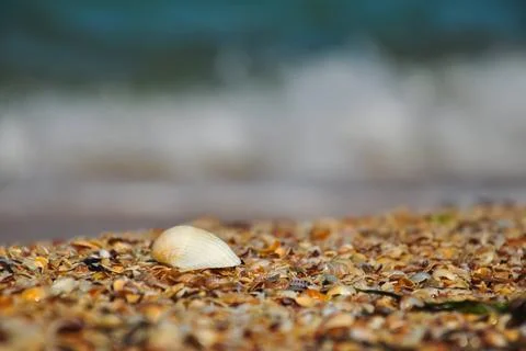 A large seashell on the beach against the background of a white lamb wave Stock-Fotos