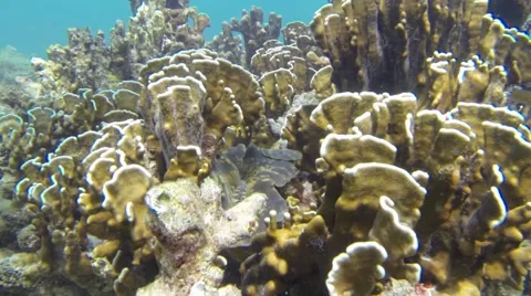 Large seashell between brown corals in Thailand Stock Footage 52820011