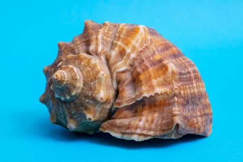 Large seashell on a blue background closeup Stock Photos