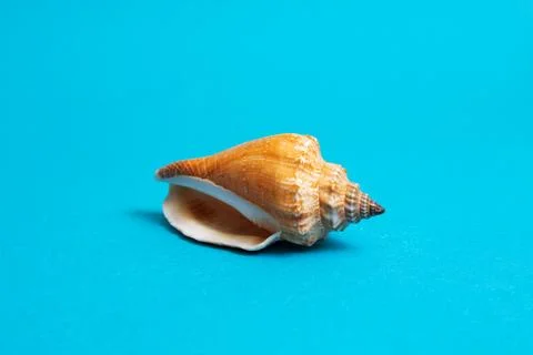 Large seashell on a blue background closeup Stock Photos