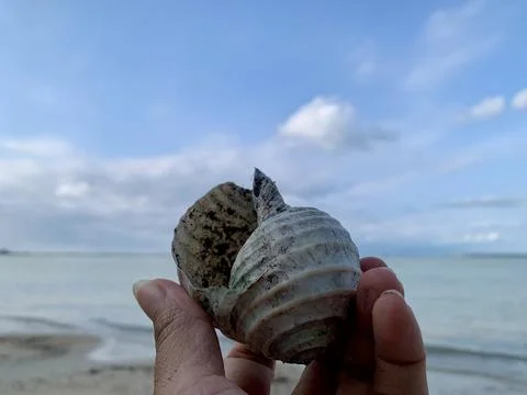 Large Seashell Held by Hand at Tanjung Lesung Beach Stock Photos