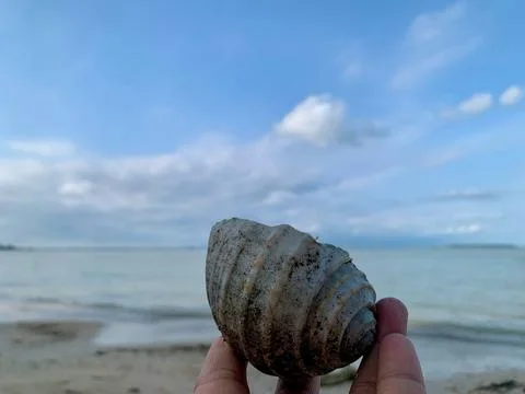Large Seashell Held by Hand at Tanjung Lesung Beach Stock Photos