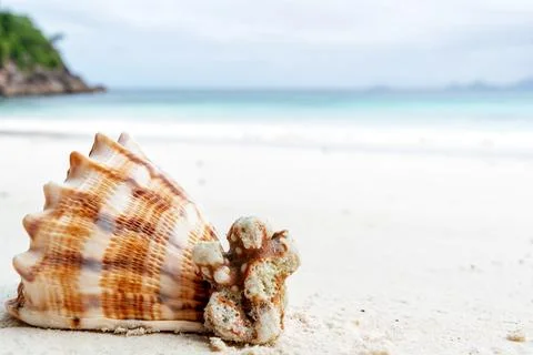 Large seashell with intricate patterns rests on a pristine white sand beach Stock Photos