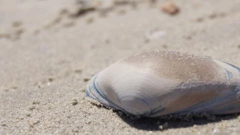 Large Seashell 스톡 사진