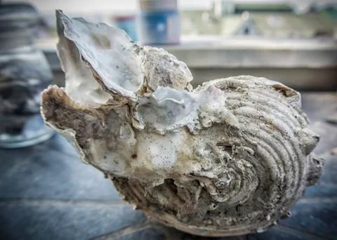 Large Seashell Stock Photos