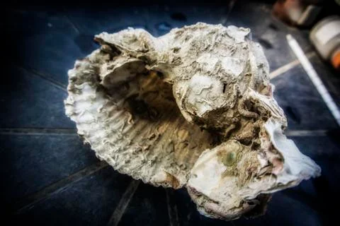 Large Seashell Stock Photos