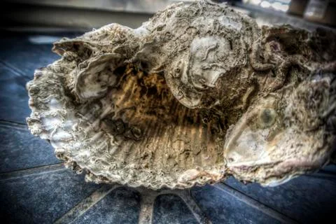 Large Seashell Stock Photos