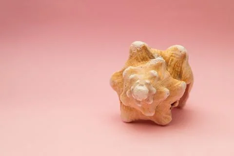 Large seashell on a pink background Stock Photos