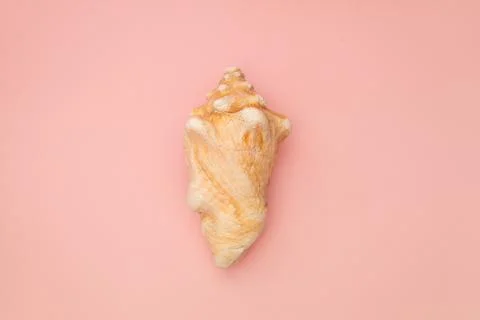 Large seashell on a pink background Stockfoto's