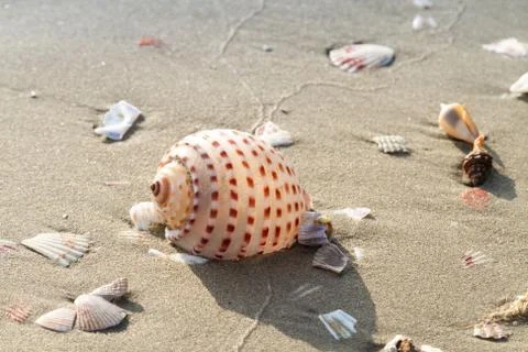 Large seashell in the sand, surrounded by broken shells. Stock Photos