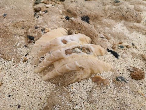 Large seashell on the seashore on the coast of the red sea Stock Photos