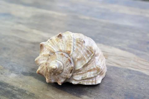 A large seashell of a spiral shape lies on a wooden surface close-up Stock Photos