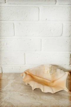 Large seashell on a table against a brick wall background Stock Photos