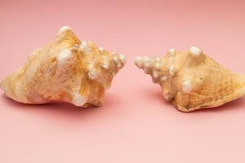 Large seashells on a pink background Stockfoto's
