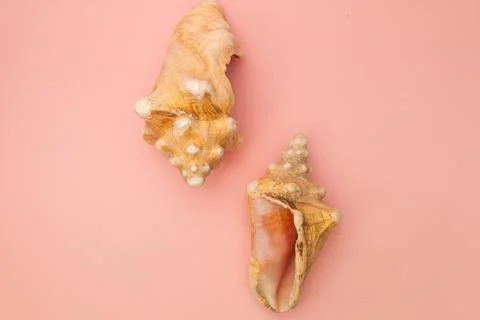 Large seashells on a pink background 库存照片