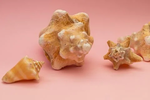 Large seashells on a pink background Stockfoto's