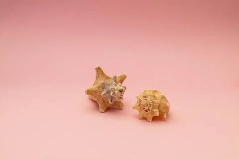 Large seashells on a pink background Stockfoto's