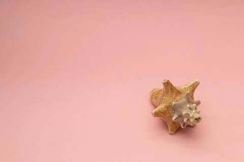 Large seashells on a pink background Stockfoto's