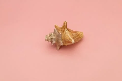 Large seashells on a pink background Stockfoto's