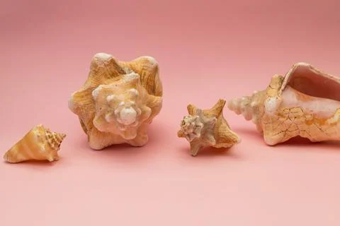 Large seashells on a pink background Stockfoto's