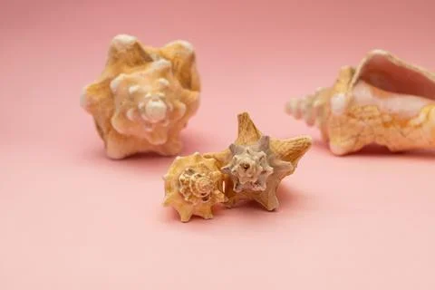 Large seashells on a pink background Stockfoto's