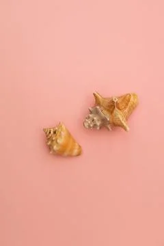 Large seashells on a pink background Stockfoto's