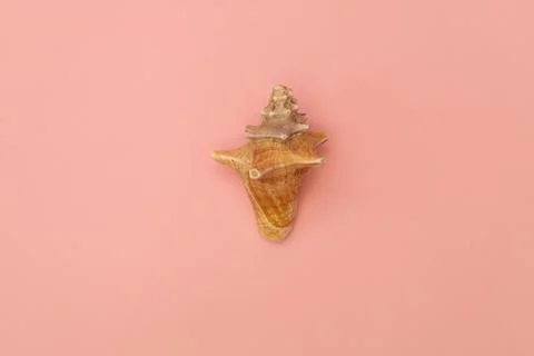 Large seashells on a pink background Stockfoto's