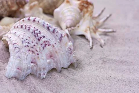 Large seashells on the sand. Summer beach background Stock Photos