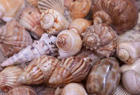 Large seashells on the sand. Summer beach background Stock Photos