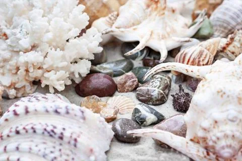 Large seashells on the sand. Summer beach background Stock Photos