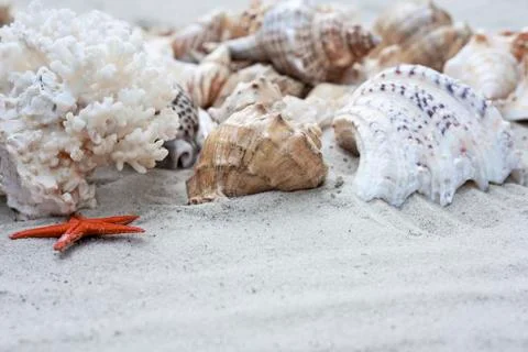 Large seashells on the sand. Summer beach background Stock Photos