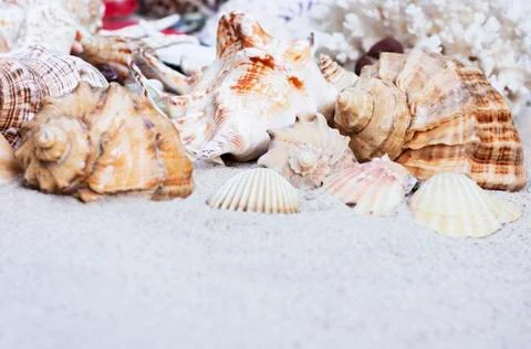 Large seashells on the sand. Summer beach background Stock Photos