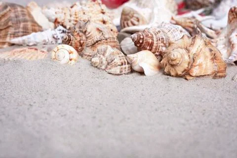 Large seashells on the sand. Summer beach background Stock Photos