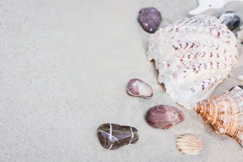 Large seashells on the sand. Summer beach background Stock Photos