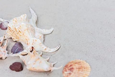Large seashells on the sand. Summer beach background Stock Photos
