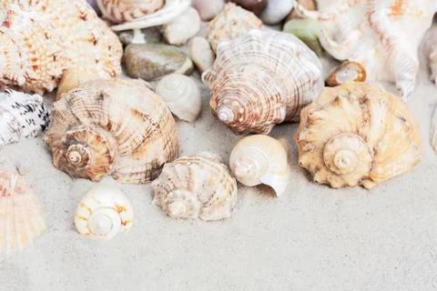 Large seashells on the sand. Summer beach background Stock Photos