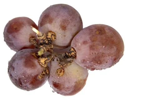 A large, seeded red grape with firm flesh. Stock Photos