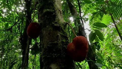 Large seeds of unknown tree are growing on the tree trunk 库存影片 336933476