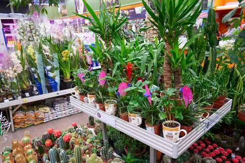 Large selection of different indoor plants in the store Stock Photos