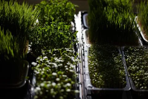 Large selection of different microgreens. Photography from above, boxes with  Stock Photos
