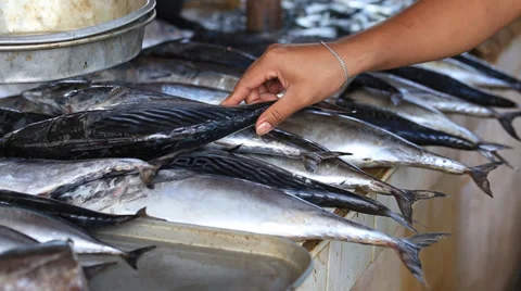 Large selection of fish and other seafood in market. Island Coron, Philippines Stock-Footage 37153117