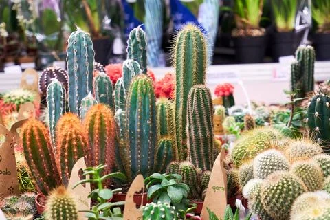 A large selection of indoor cacti in a flower shop Stock Photos