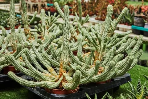 Large selection of potted cacti in stands Stock Photos