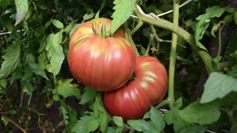 Large semi-ripe pink tomatoes in a vegetable garden Stock Footage 250797737